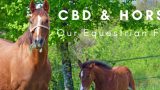 Horses and CBD