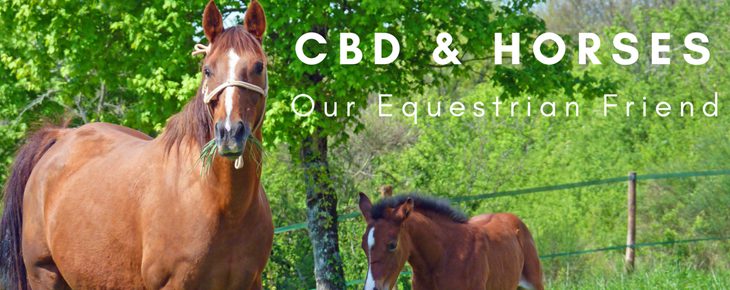 Horses and CBD